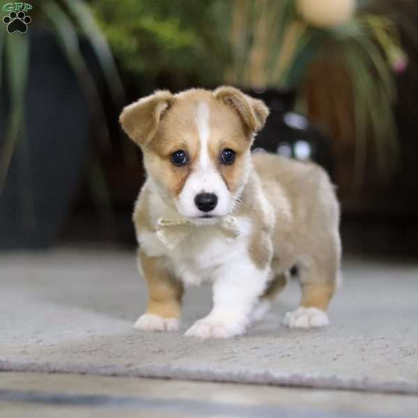 Fern, Pembroke Welsh Corgi Puppy